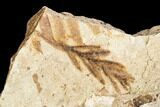 Metasequoia Fossil Plate - Cache Creek, BC #110901-2